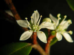 Image of Nematolepis squamea (Labill.) Paul G. Wilson