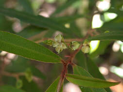 Image of Nematolepis squamea (Labill.) Paul G. Wilson