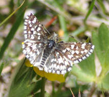 Image of Two-banded Checkered Skipper