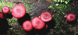 Слика од Gymnopilus subpurpuratus Guzm.-Dáv. & Guzmán 1991