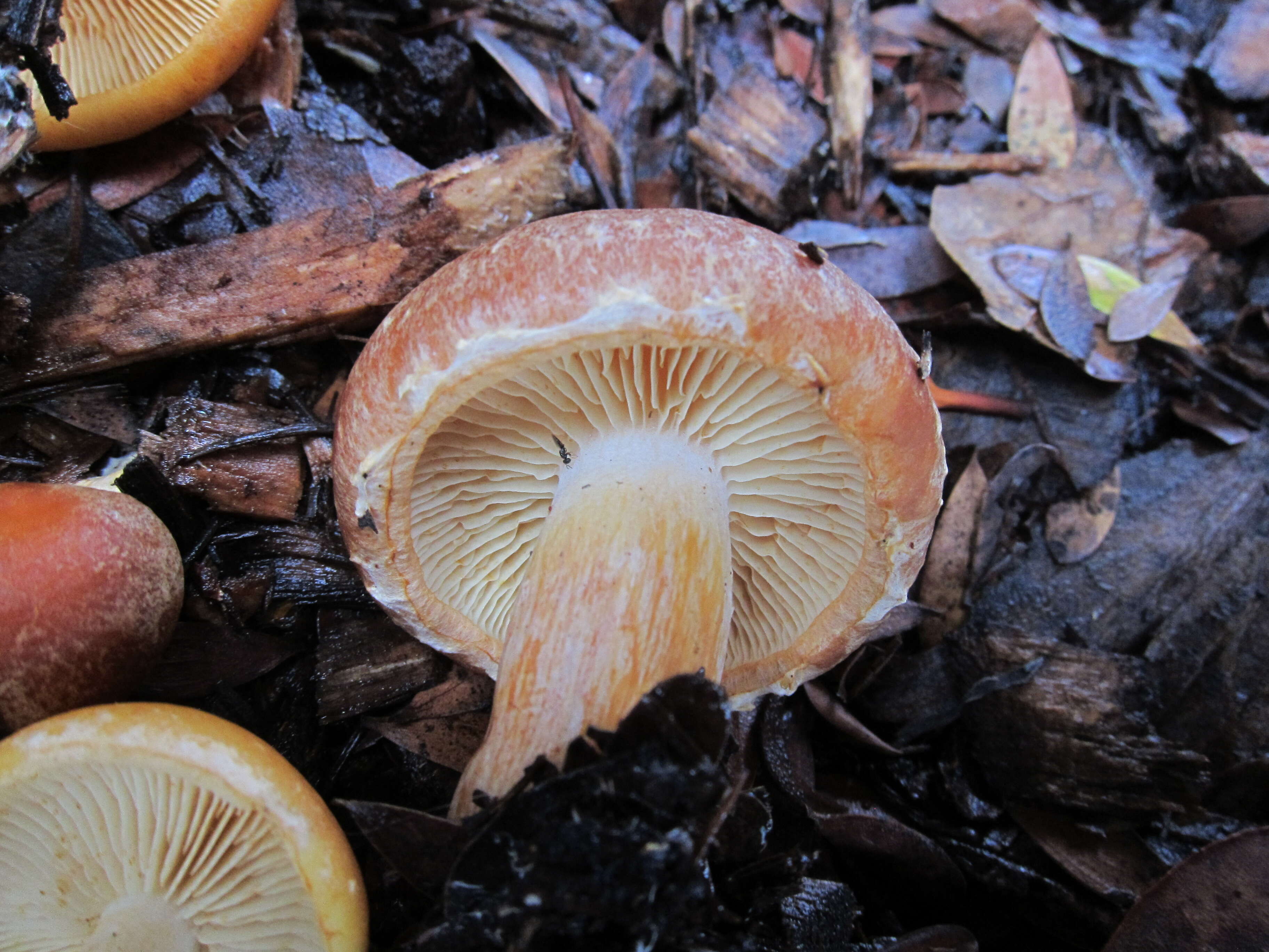 Plancia ëd Gymnopilus humicola Harding ex Singer 1962