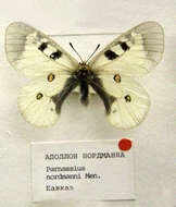 Image of Parnassius nordmanni