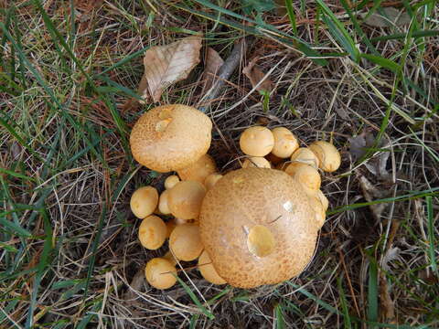 Image of Gymnopilus luteus (Peck) Hesler 1969