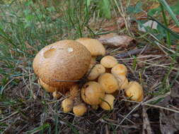 Image of Gymnopilus luteus (Peck) Hesler 1969