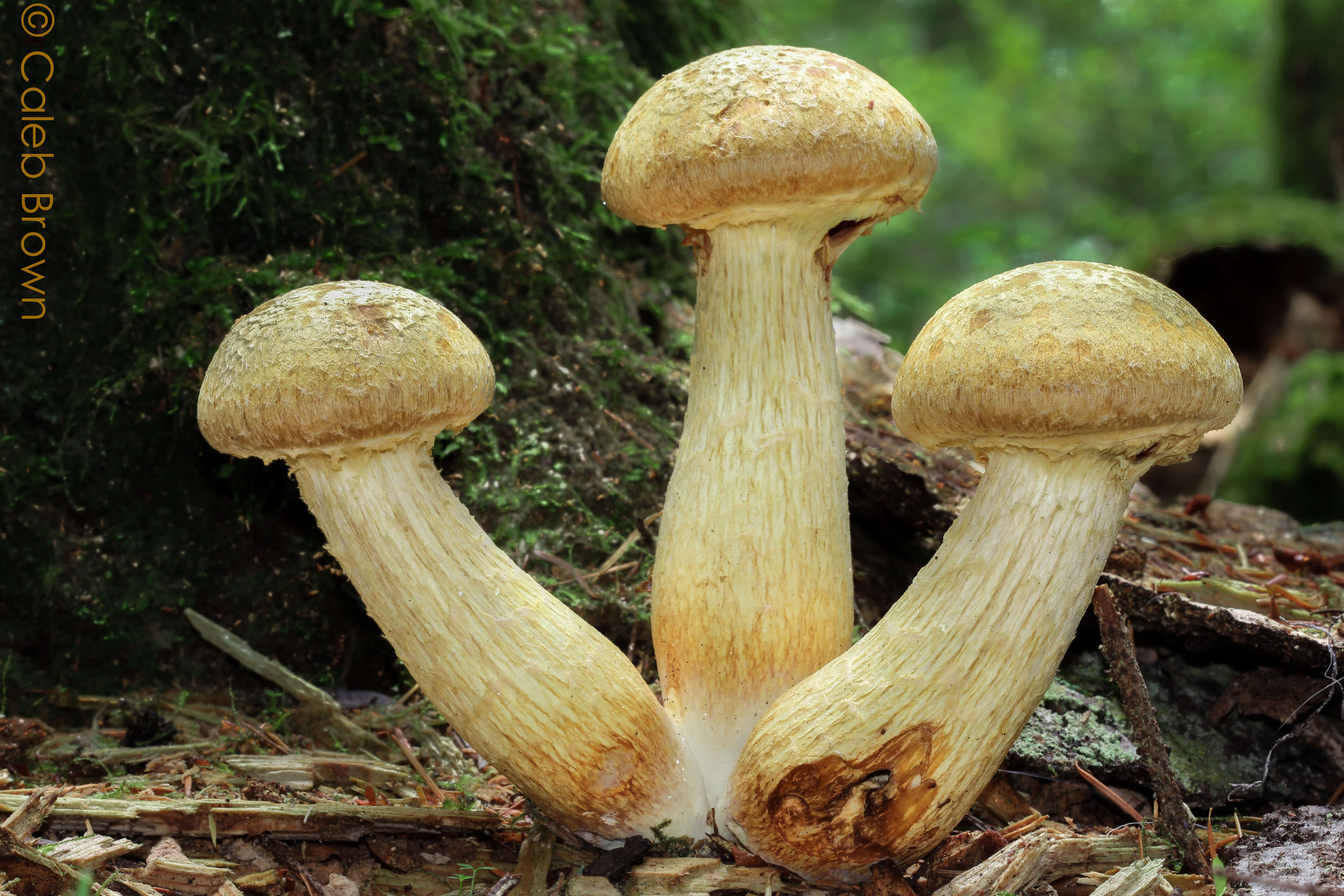 Imagem de Gymnopilus viridans Murrill 1912