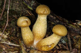 Imagem de Gymnopilus viridans Murrill 1912