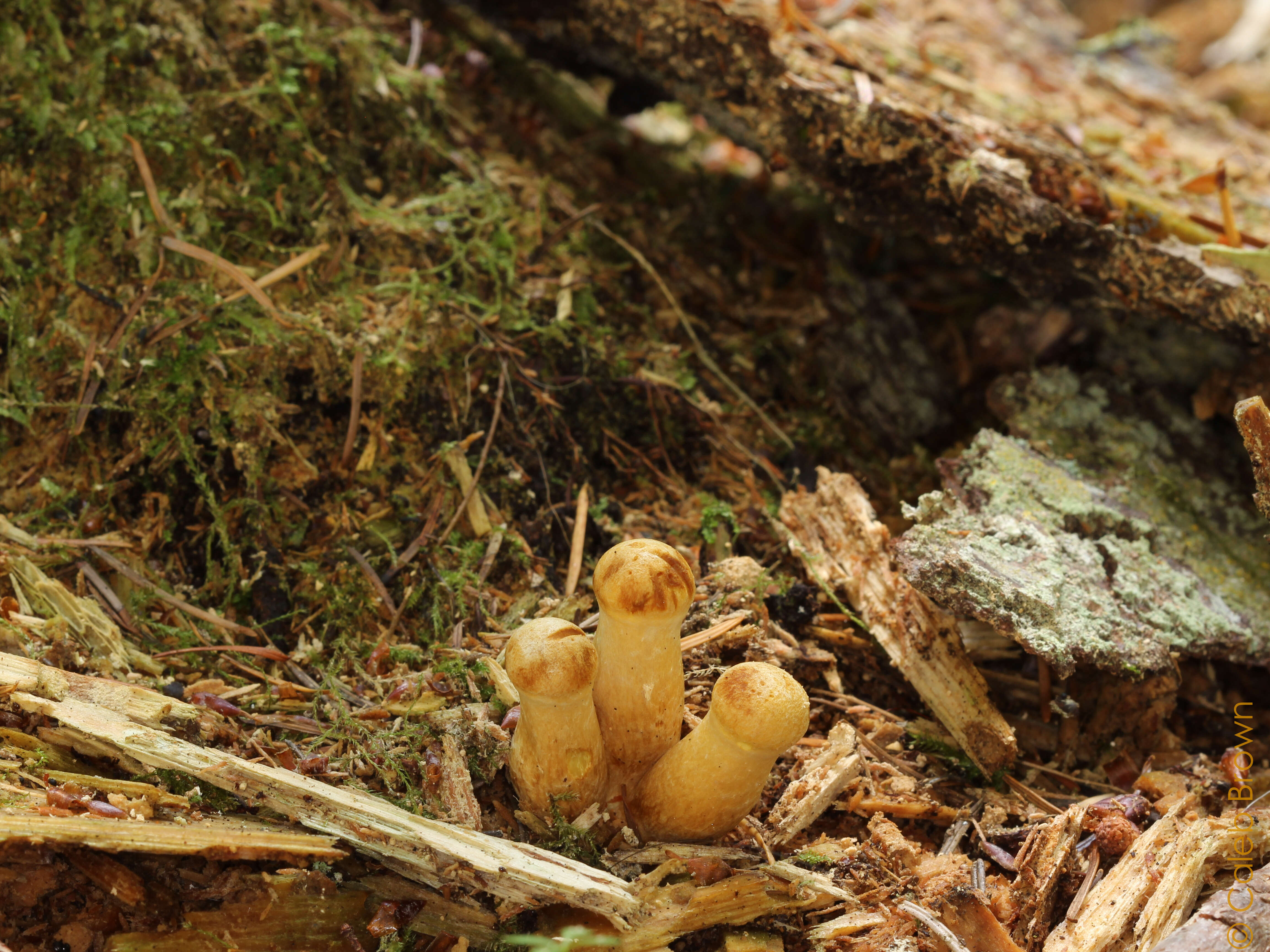 Imagem de Gymnopilus viridans Murrill 1912