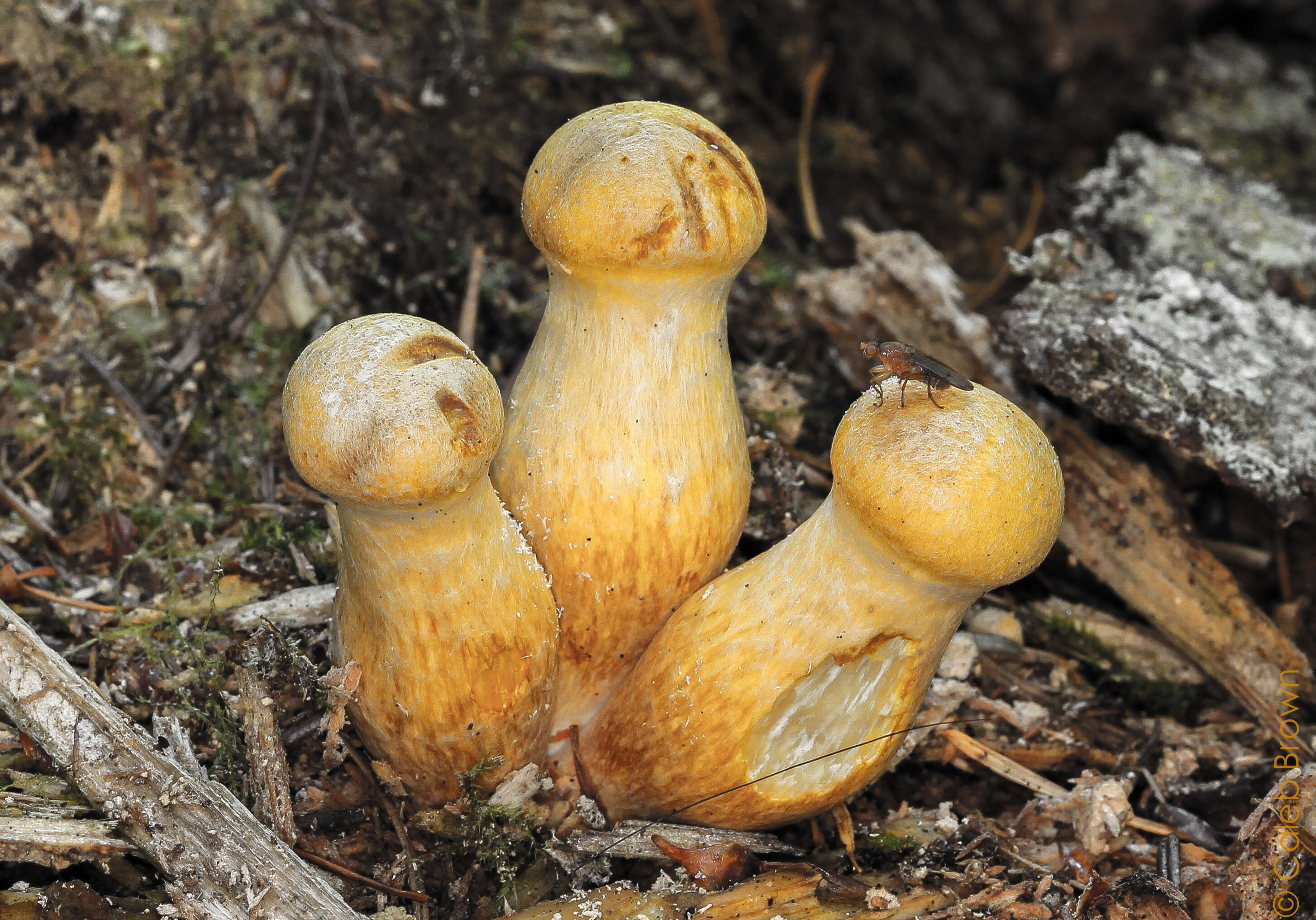 Imagem de Gymnopilus viridans Murrill 1912