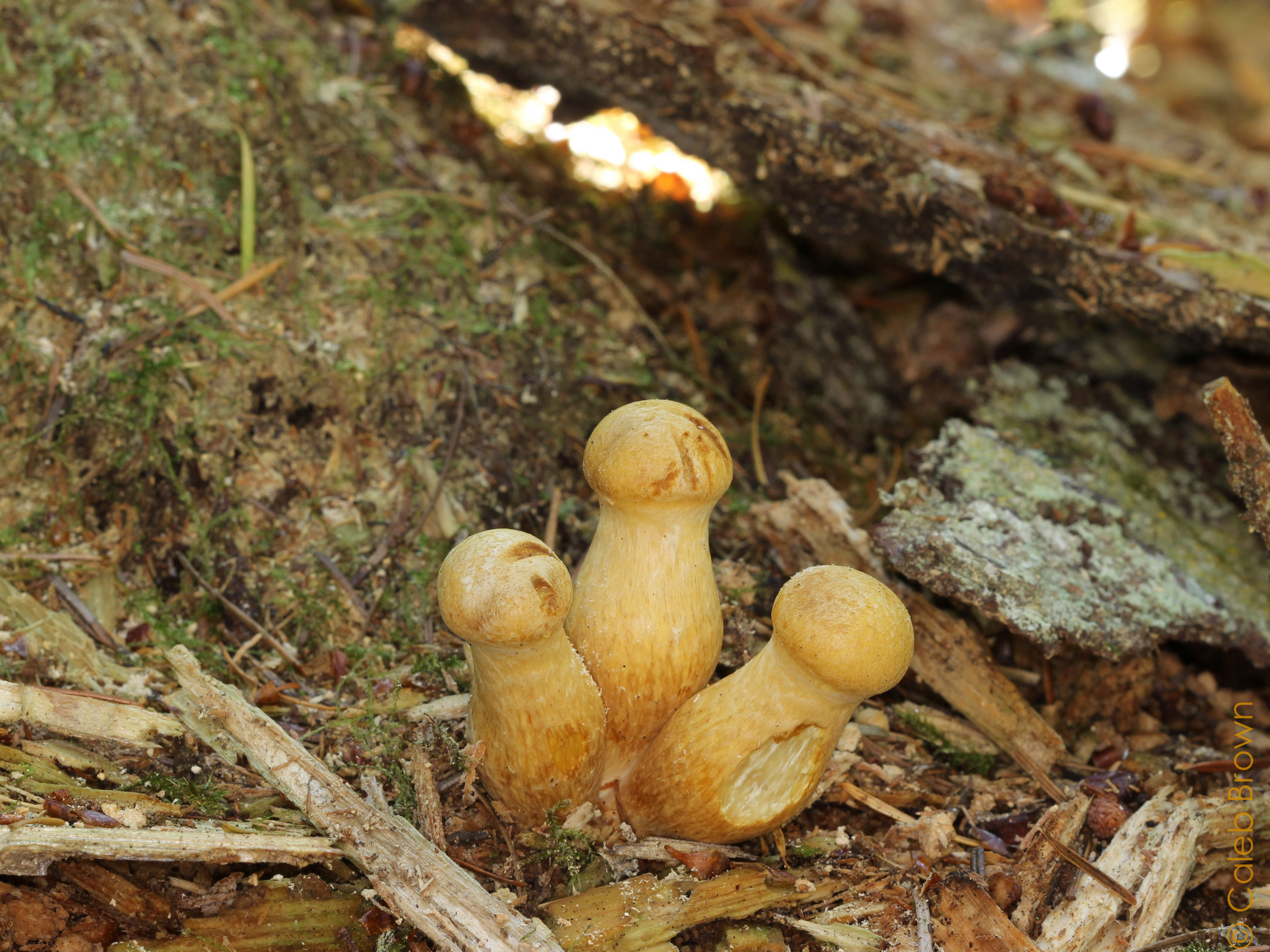 Imagem de Gymnopilus viridans Murrill 1912