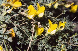 Image of Lotus tenellus