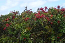 Image of Hottentot's Bean