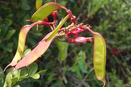 Image of Hottentot's Bean