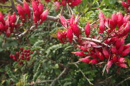 Image of Hottentot's Bean