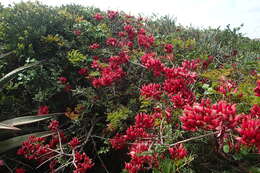 Image of Hottentot's Bean