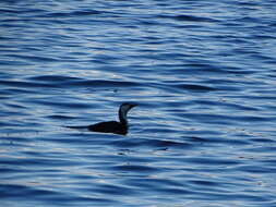 Image of Black Shag