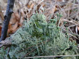 Image of cup lichen