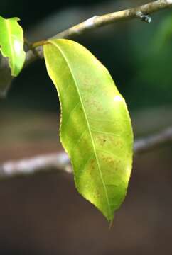 Image of Camellia taliensis (W. W. Sm.) Melch.