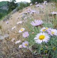 Imagem de Erigeron filifolius (Hook.) Nutt.