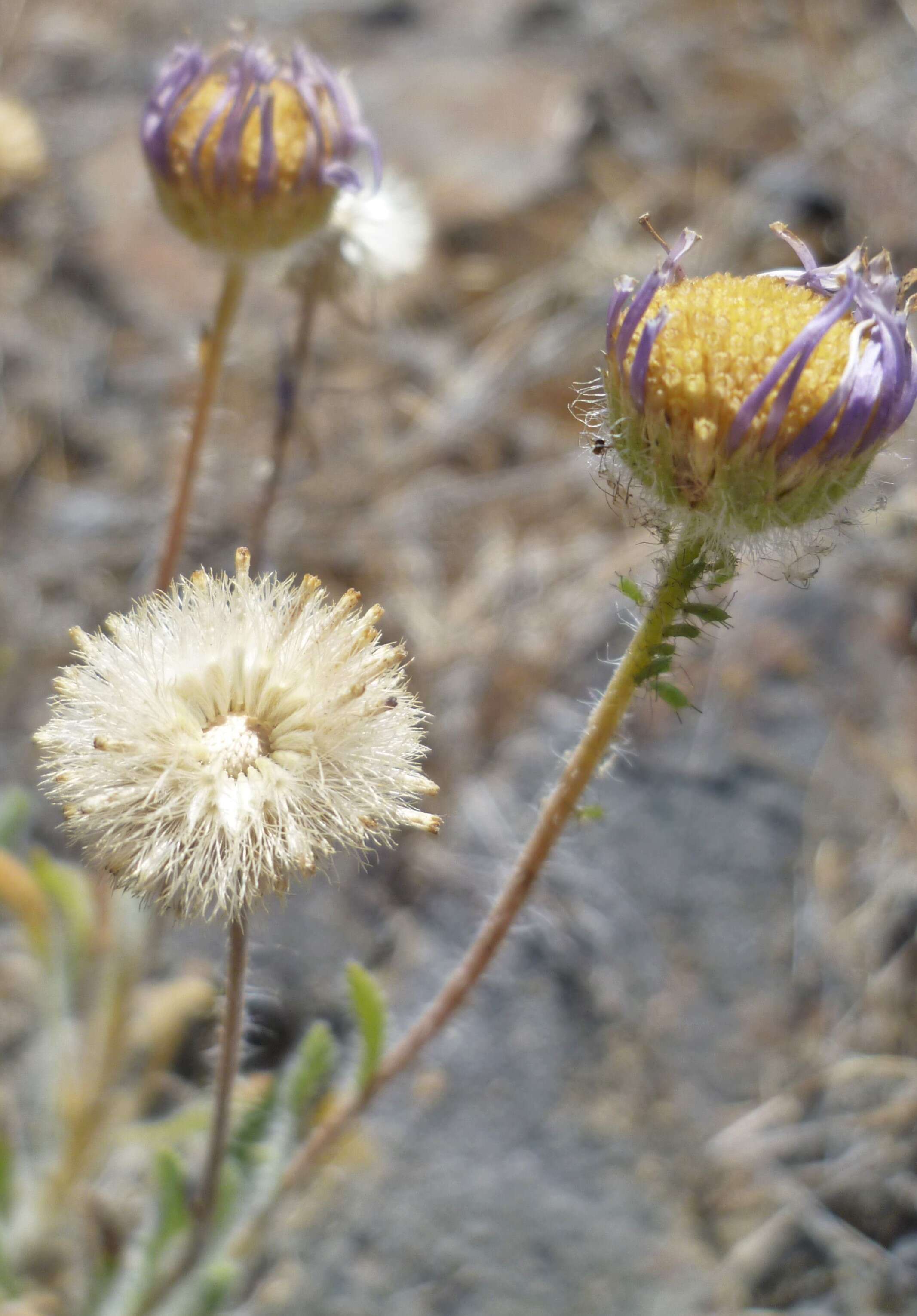 Imagem de Erigeron poliospermus A. Gray