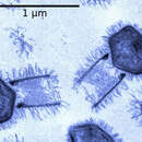 Image of Tupanvirus