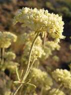 Image of parsnipflower buckwheat