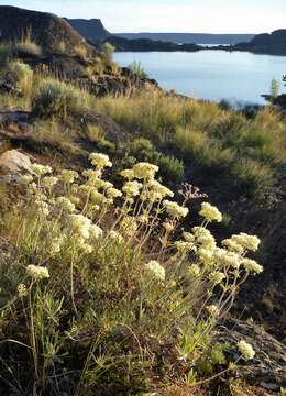 Image of parsnipflower buckwheat