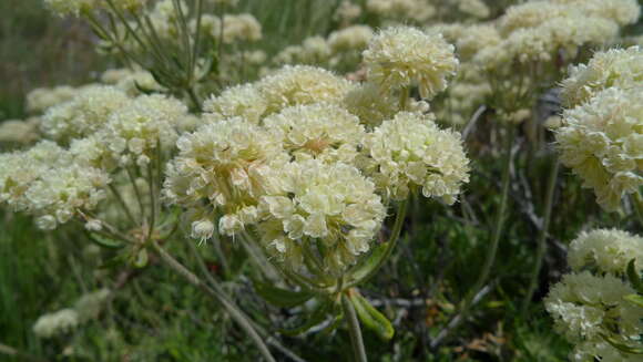 Image of parsnipflower buckwheat