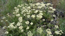 Image of parsnipflower buckwheat