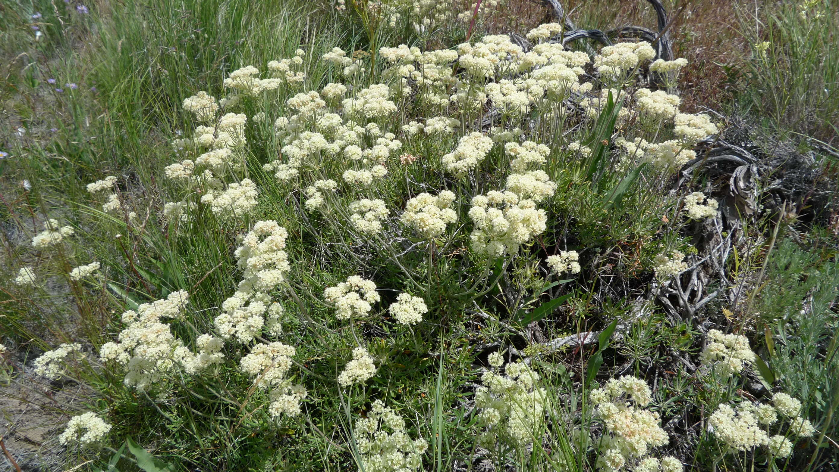 Image of parsnipflower buckwheat