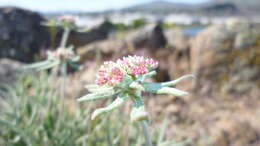 Image of parsnipflower buckwheat