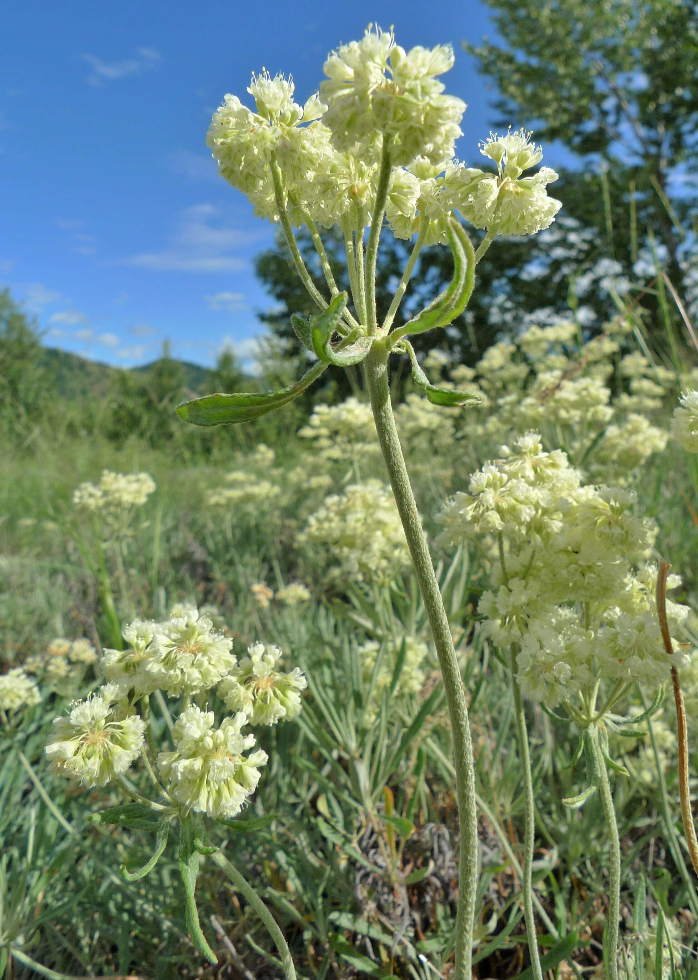 Image of parsnipflower buckwheat