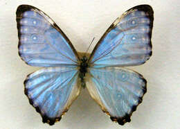 Plancia ëd Morpho portis