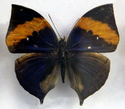 Image of Indian leafwing