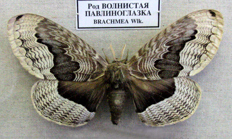 Image of Brahmaea certhia (Fabricius 1793)