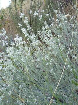 Image of snow buckwheat