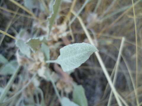 Image of snow buckwheat