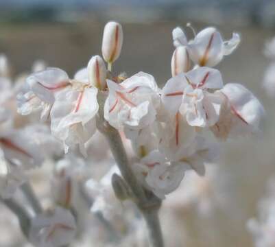 Image of snow buckwheat