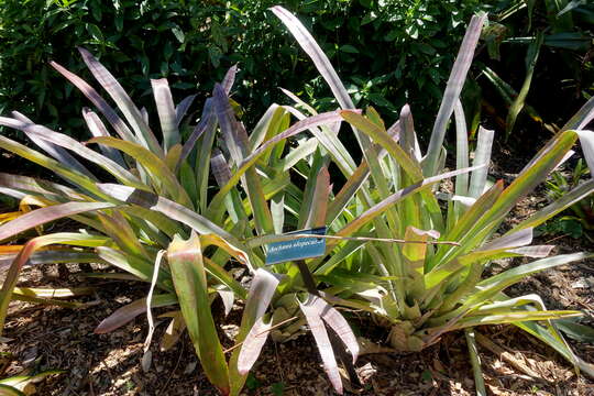 Image of Aechmea alopecurus Mez