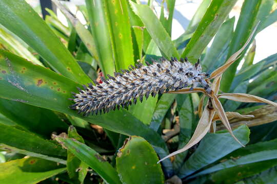 Imagem de Aechmea maculata L. B. Sm.