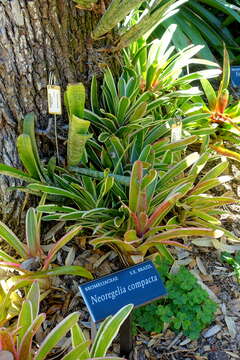 Imagem de Neoregelia compacta (Mez) L. B. Sm.