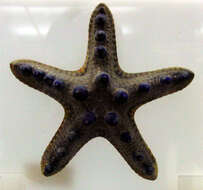 Image of chocolate chip sea star