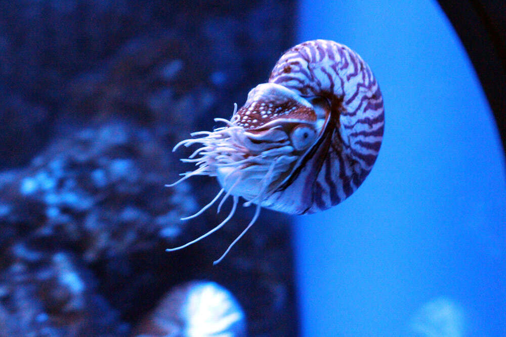 Image of chambered nautilus