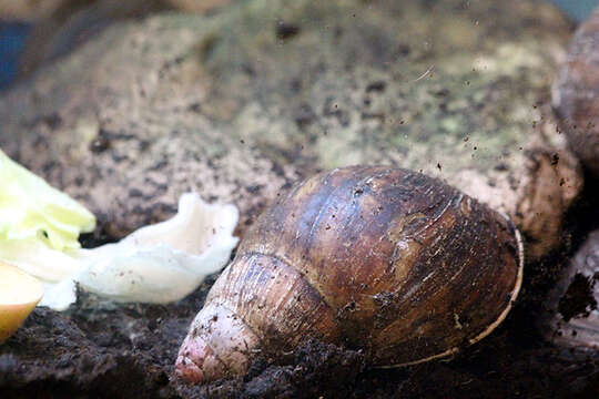 Image of Archachatina marginata