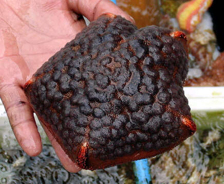 Image of Cushion star