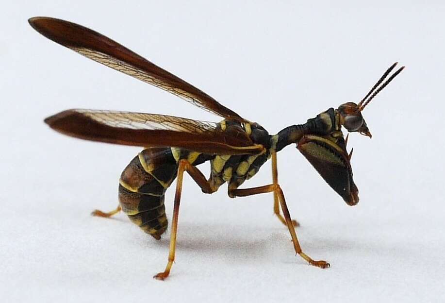 Image of Wasp Mantidfly