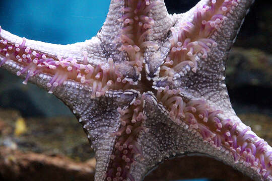 Image of horned seastar