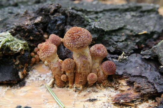 Image of Gymnopilus luteofolius (Peck) Singer 1951