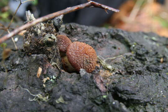 Image of Gymnopilus luteofolius (Peck) Singer 1951