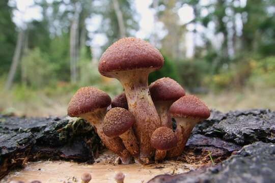 Image of Gymnopilus luteofolius (Peck) Singer 1951