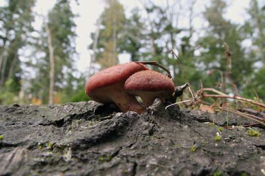 Image of Gymnopilus luteofolius (Peck) Singer 1951